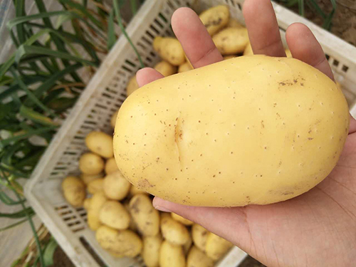 土豆