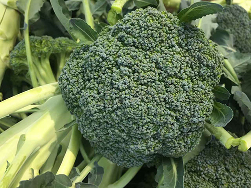 西蘭花